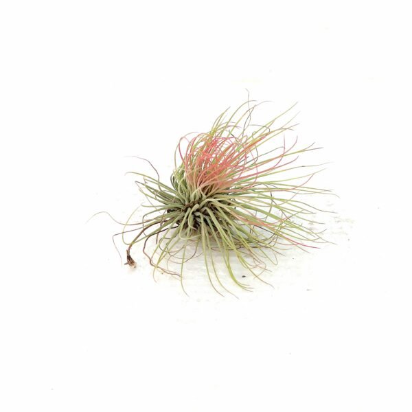 Tillandsia #3 - Imagen 3