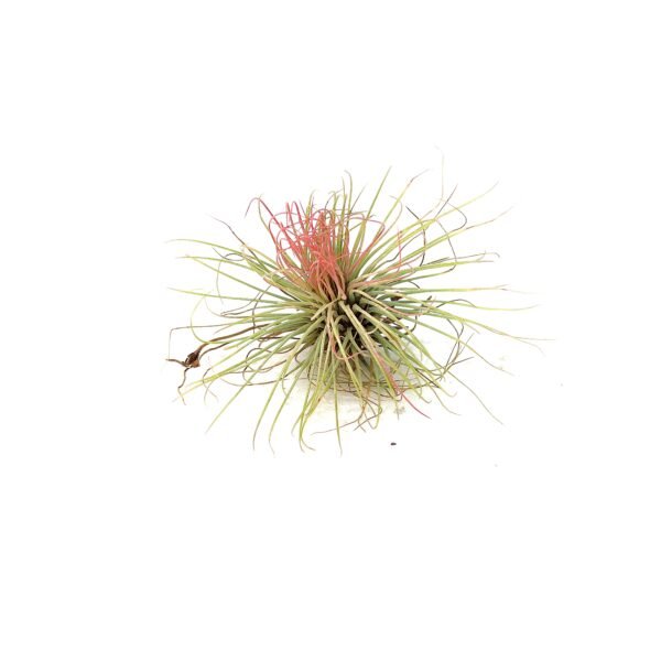 Tillandsia #3 - Imagen 2