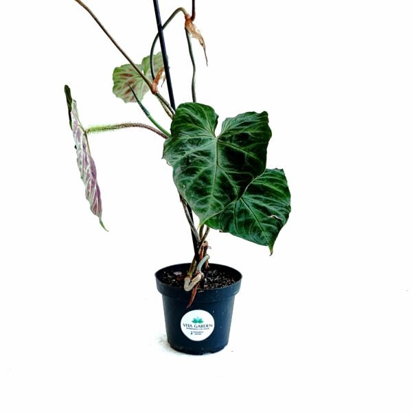 Philodendron Verrucosum