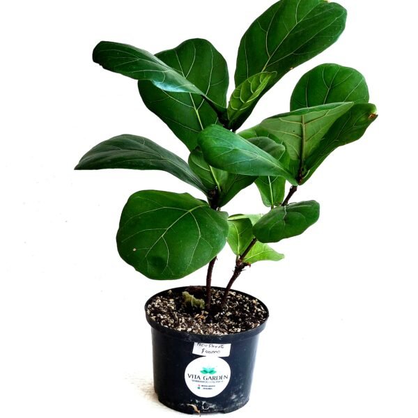 Ficus Lyrata