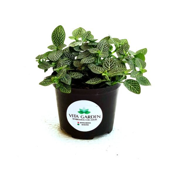 Fittonia