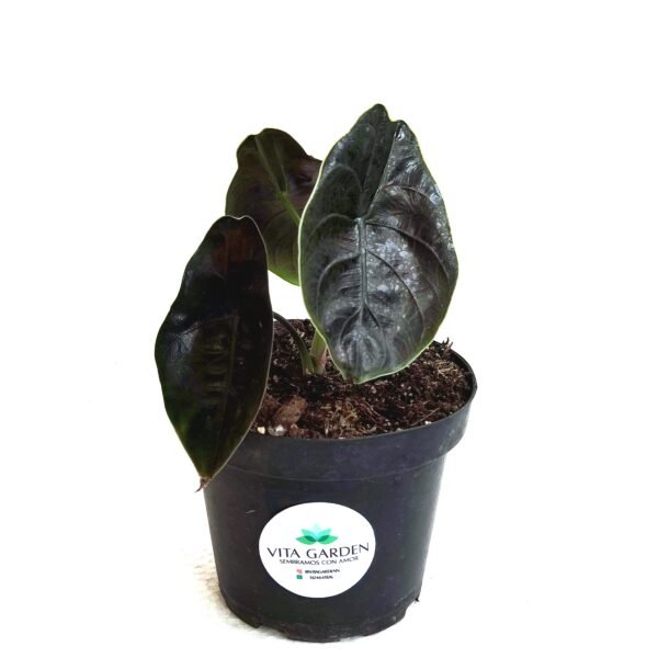 Alocasia Azlanii