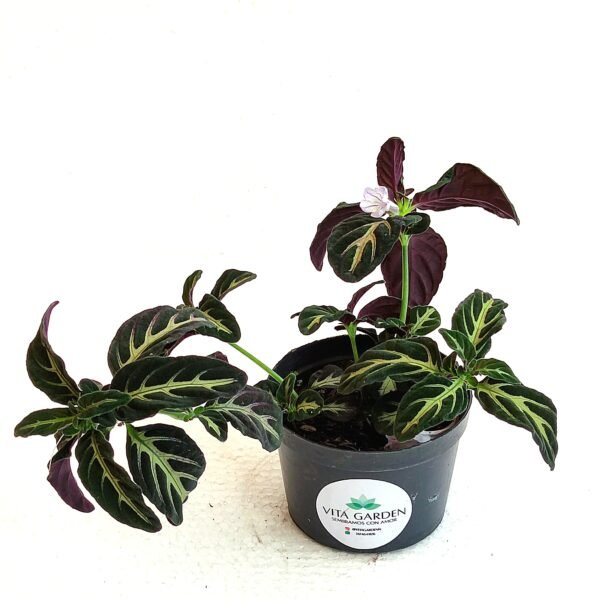 Ruellia Devosiana
