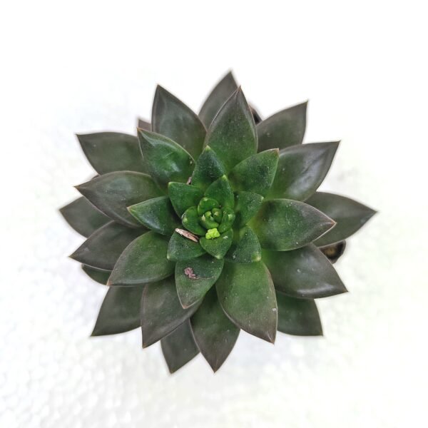 Echeveria Black Knight