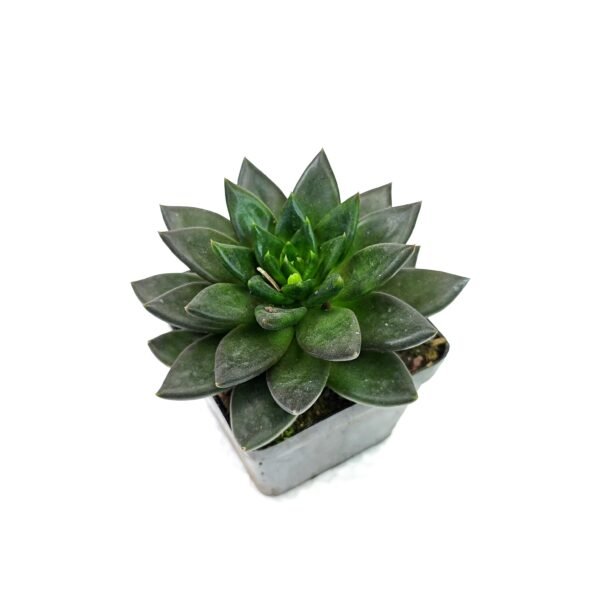 Echeveria Black Knight - Imagen 2