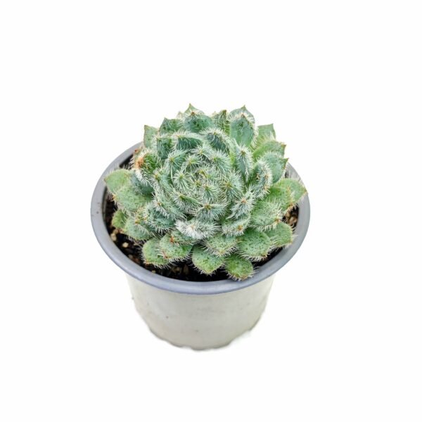 Echeveria Setosa Diminuta - Imagen 2