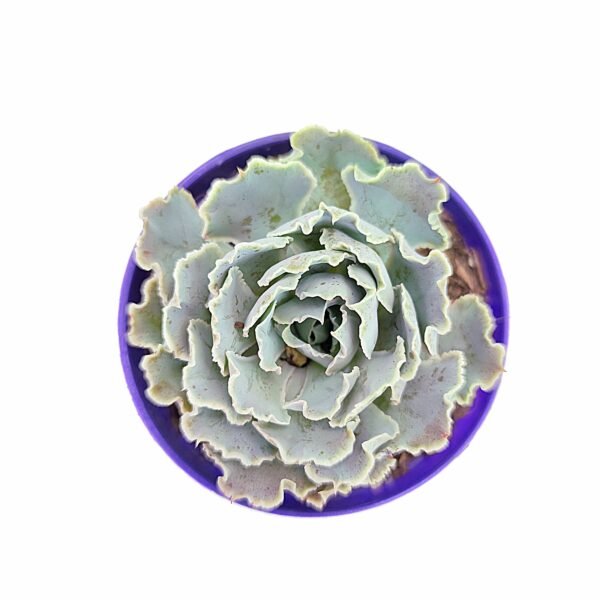 Echeveria Shaviana