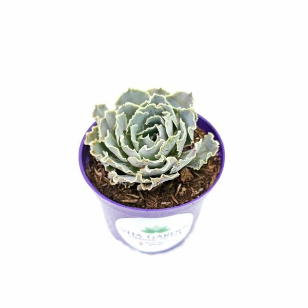 Echeveria Shaviana - Imagen 2