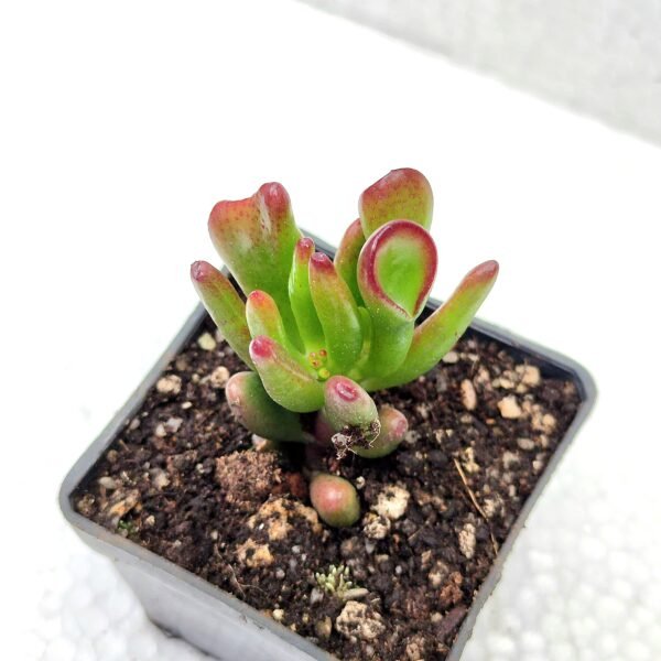 Crassula Ovata Gollum - Imagen 2