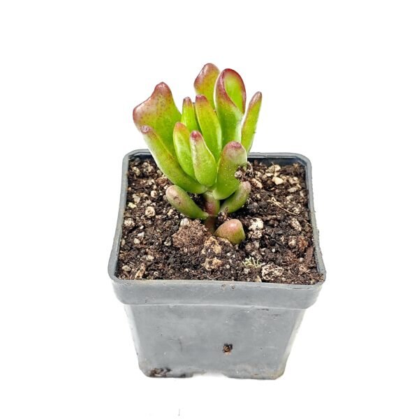 Crassula Ovata Gollum
