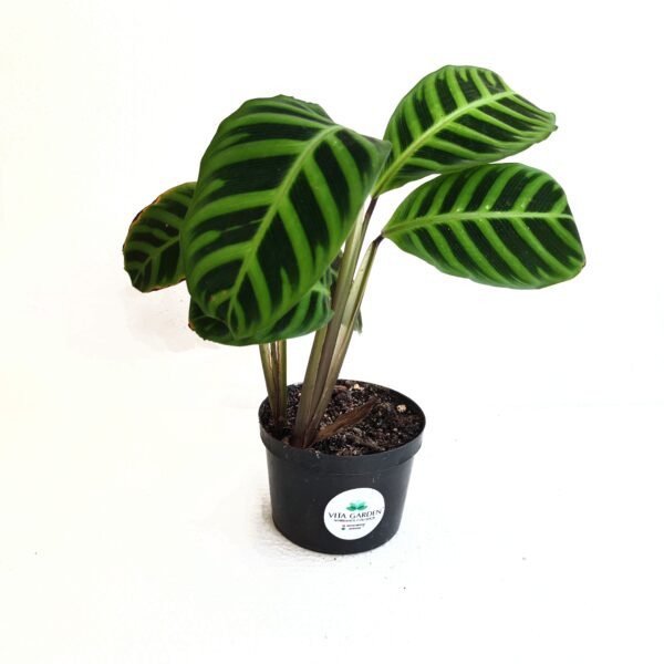 Calathea Zebrina