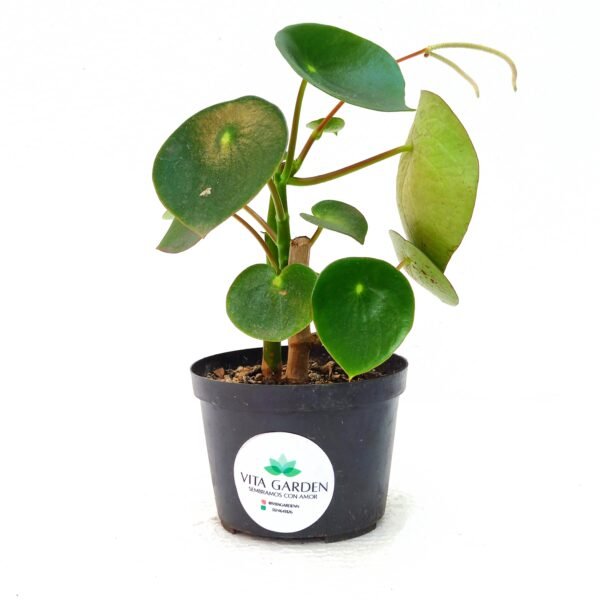 Peperomia Cucharita