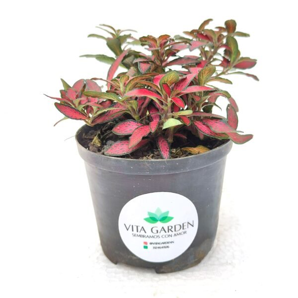 Fittonia Exótica - Imagen 2