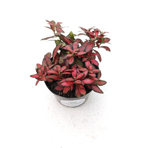 Fittonia Exótica