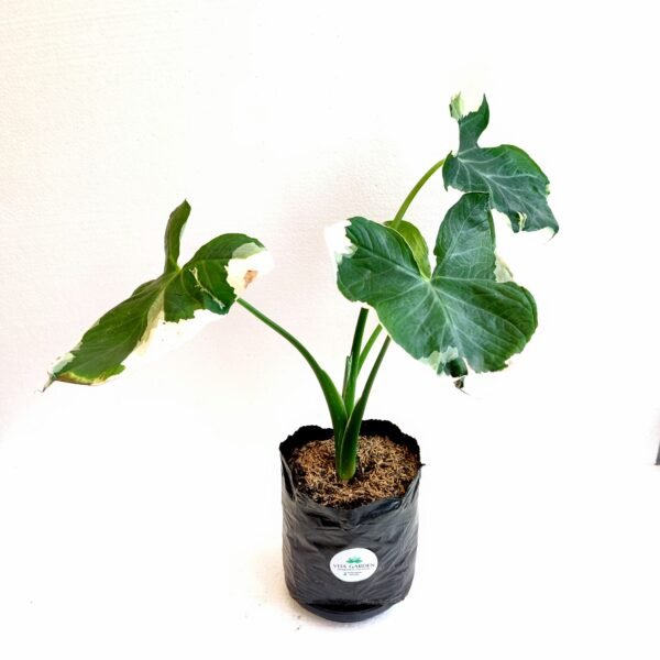 Alocasia Mariposa