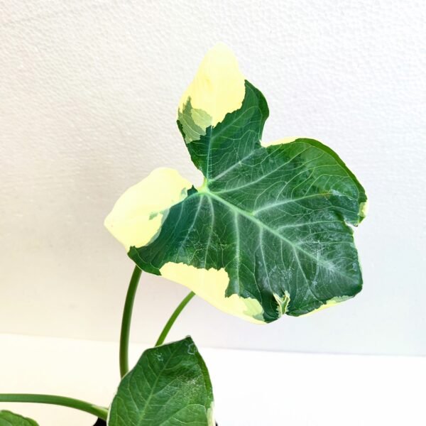 Alocasia Mariposa - Imagen 2