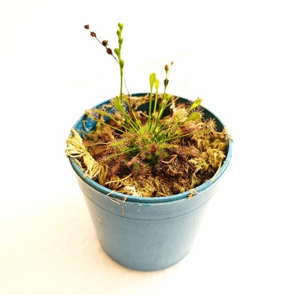 Drosera Intermedia