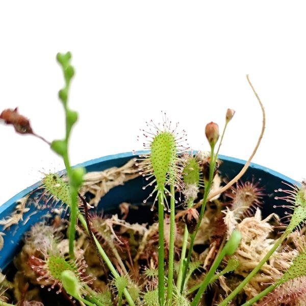 Drosera Intermedia - Imagen 2