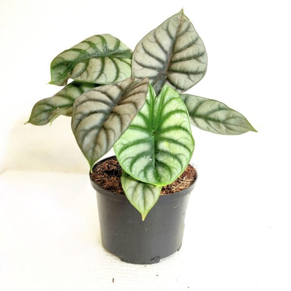 Alocasia Silver Dragon