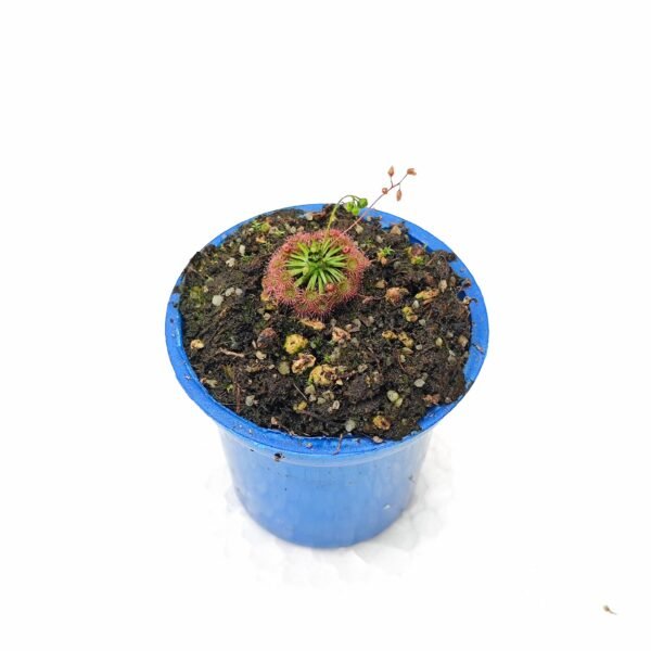 Drosera Carbarup - Imagen 3