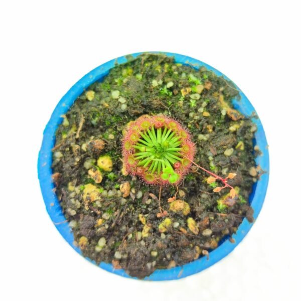 Drosera Carbarup - Imagen 2