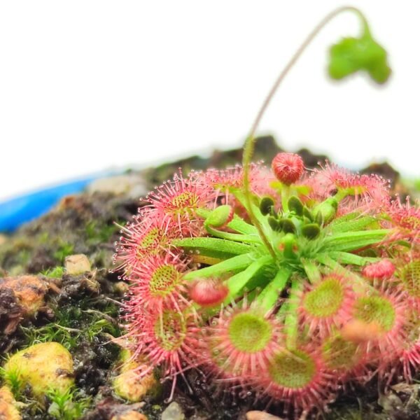 Drosera Carbarup