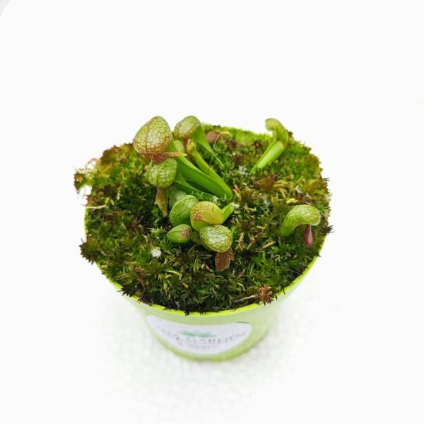 Darlingtonia Californica - Imagen 4