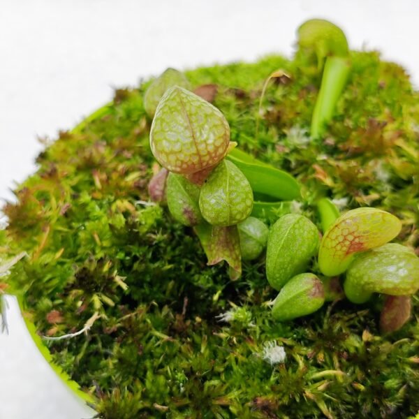 Darlingtonia Californica - Imagen 2