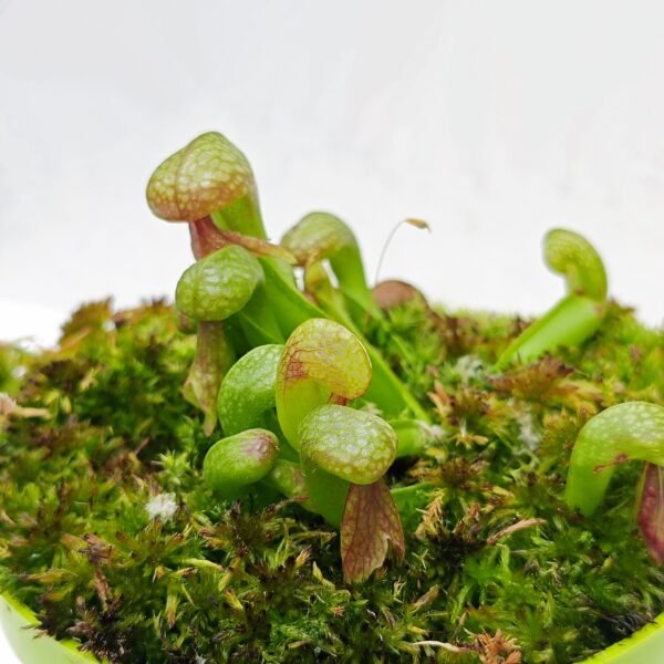 Darlingtonia Californica - Imagen 3