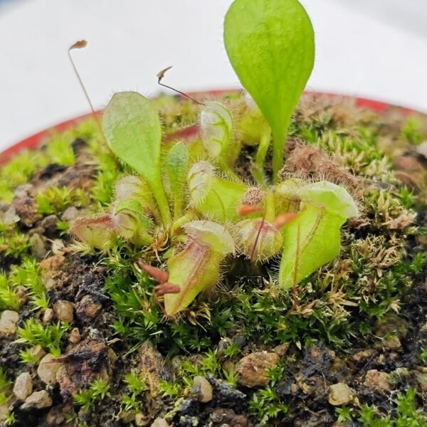 Cephalotus Follicularis - Imagen 2