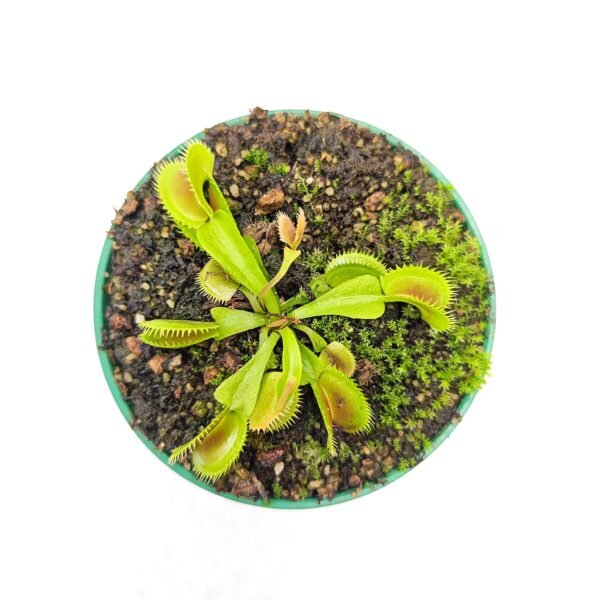 Dionaea Muscipula UK Sawtooth II