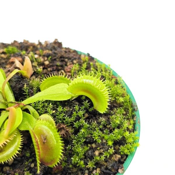 Dionaea Muscipula UK Sawtooth II - Imagen 2