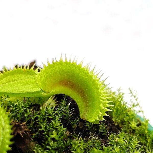 Dionaea Muscipula UK Sawtooth II - Imagen 3