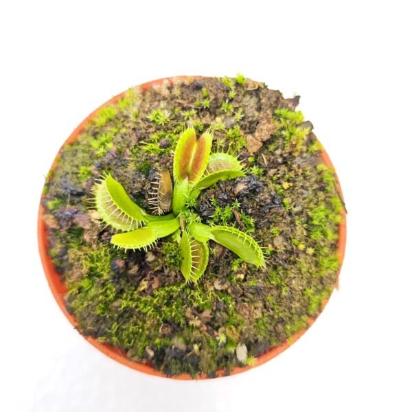 Dionaea Muscipula South West Giant