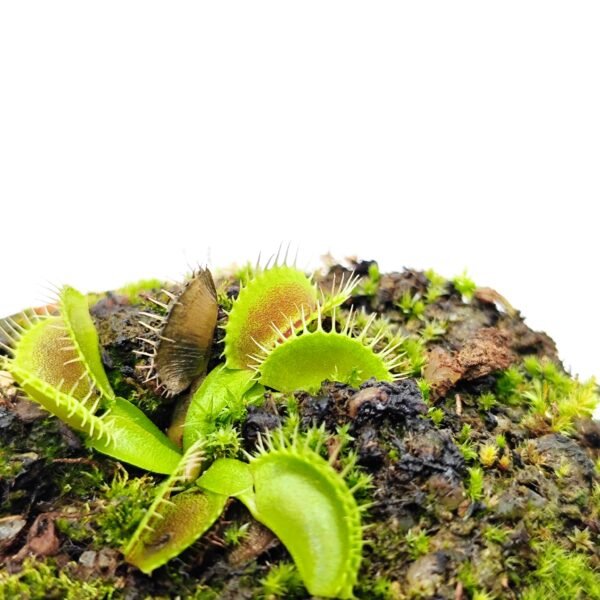 Dionaea Muscipula South West Giant - Imagen 2