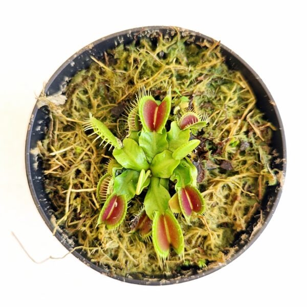 Dionaea Muscipula B52