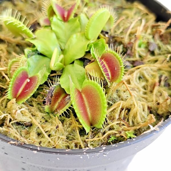 Dionaea Muscipula B52 - Imagen 2