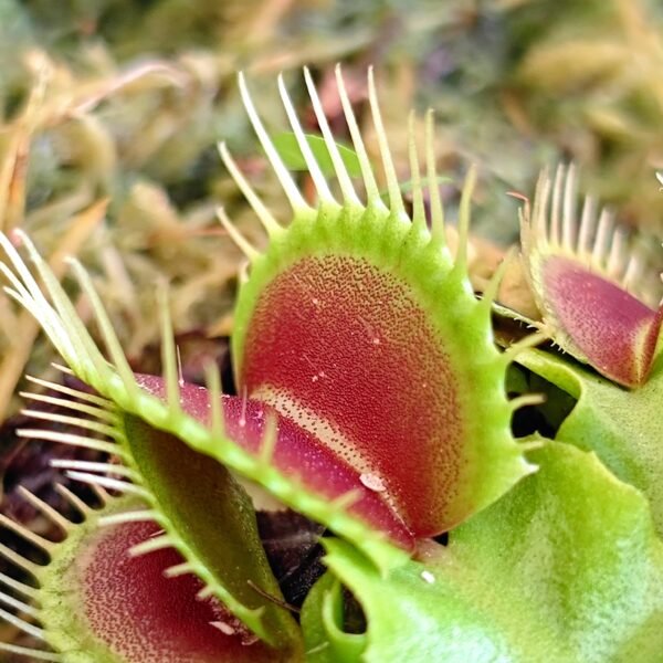 Dionaea Muscipula B52 - Imagen 3