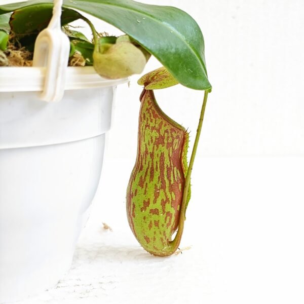 Nepenthes Gaya - Imagen 2