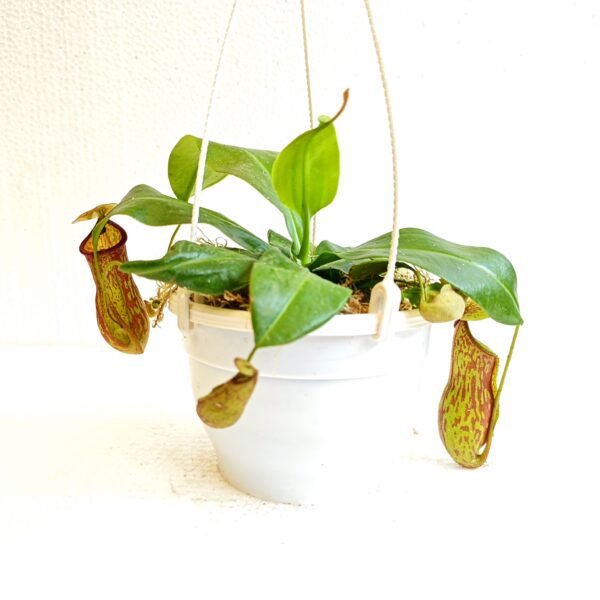 Nepenthes Gaya