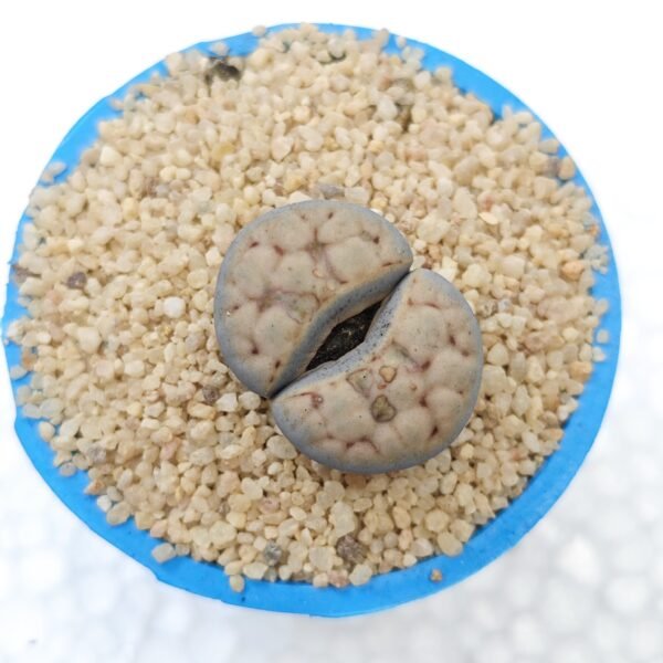 Lithops #3