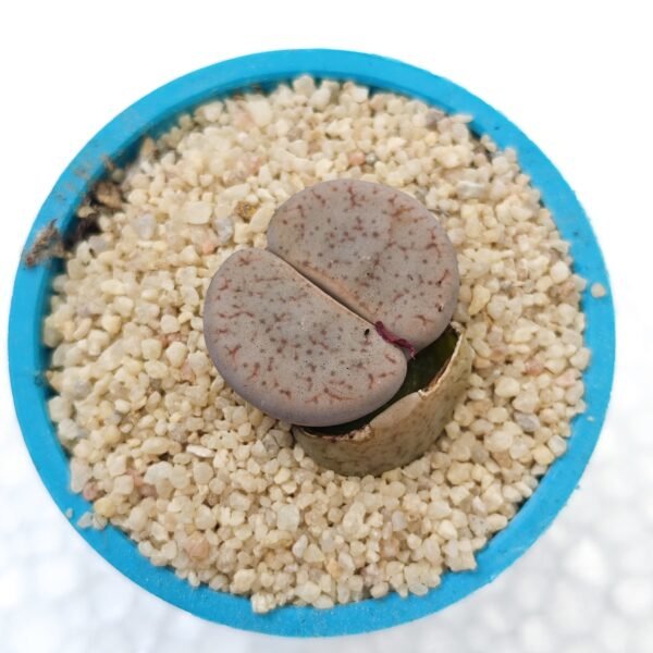 Lithops #11