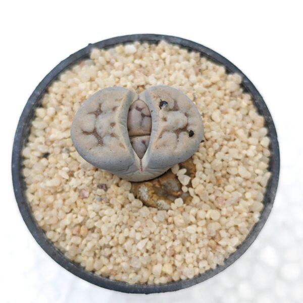 Lithops #13