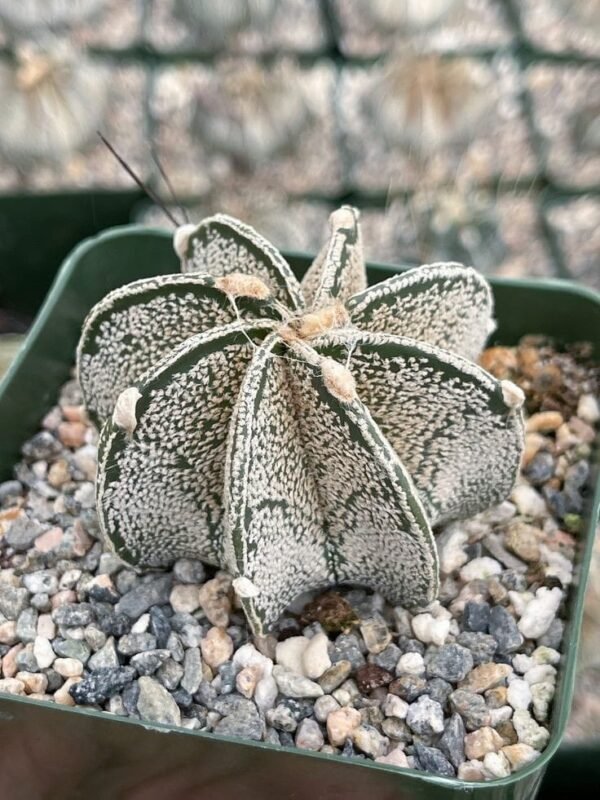 Semillas Astrophytum Capricorne