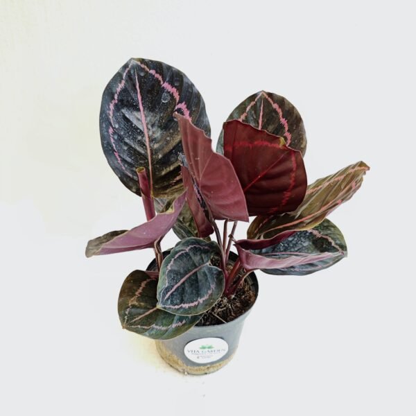 Calathea Roseopicta