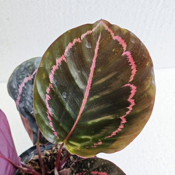 Calathea Roseopicta - Imagen 2