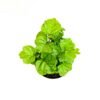 Millonaria - Imagen 2