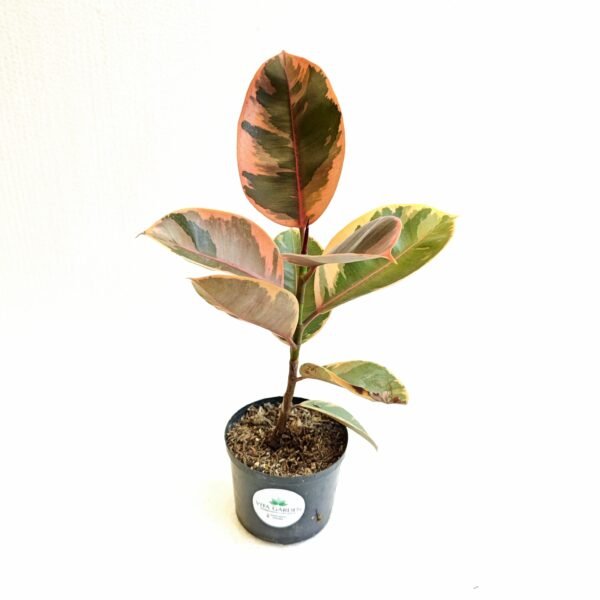 Ficus Elástica Tineke