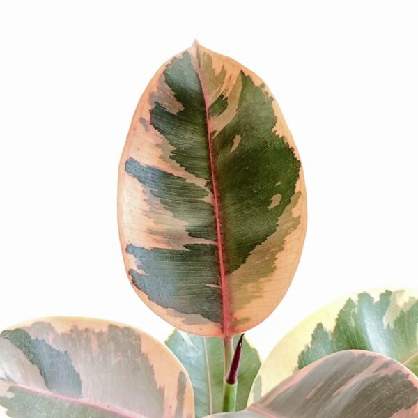 Ficus Elástica Tineke - Imagen 2