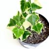 Hiedra Variegada - Imagen 2